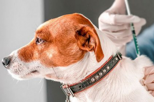 Jak chronić psa przed leptospirozą?